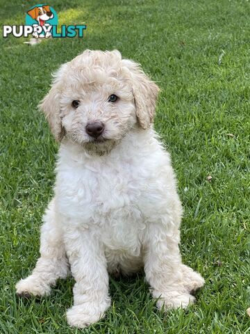 Labradoodle