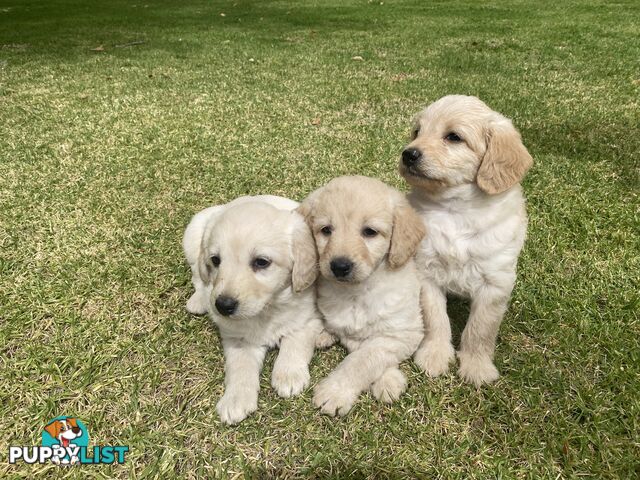 Labradoodle