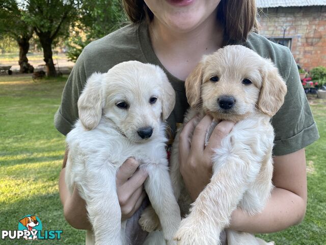 Labradoodle