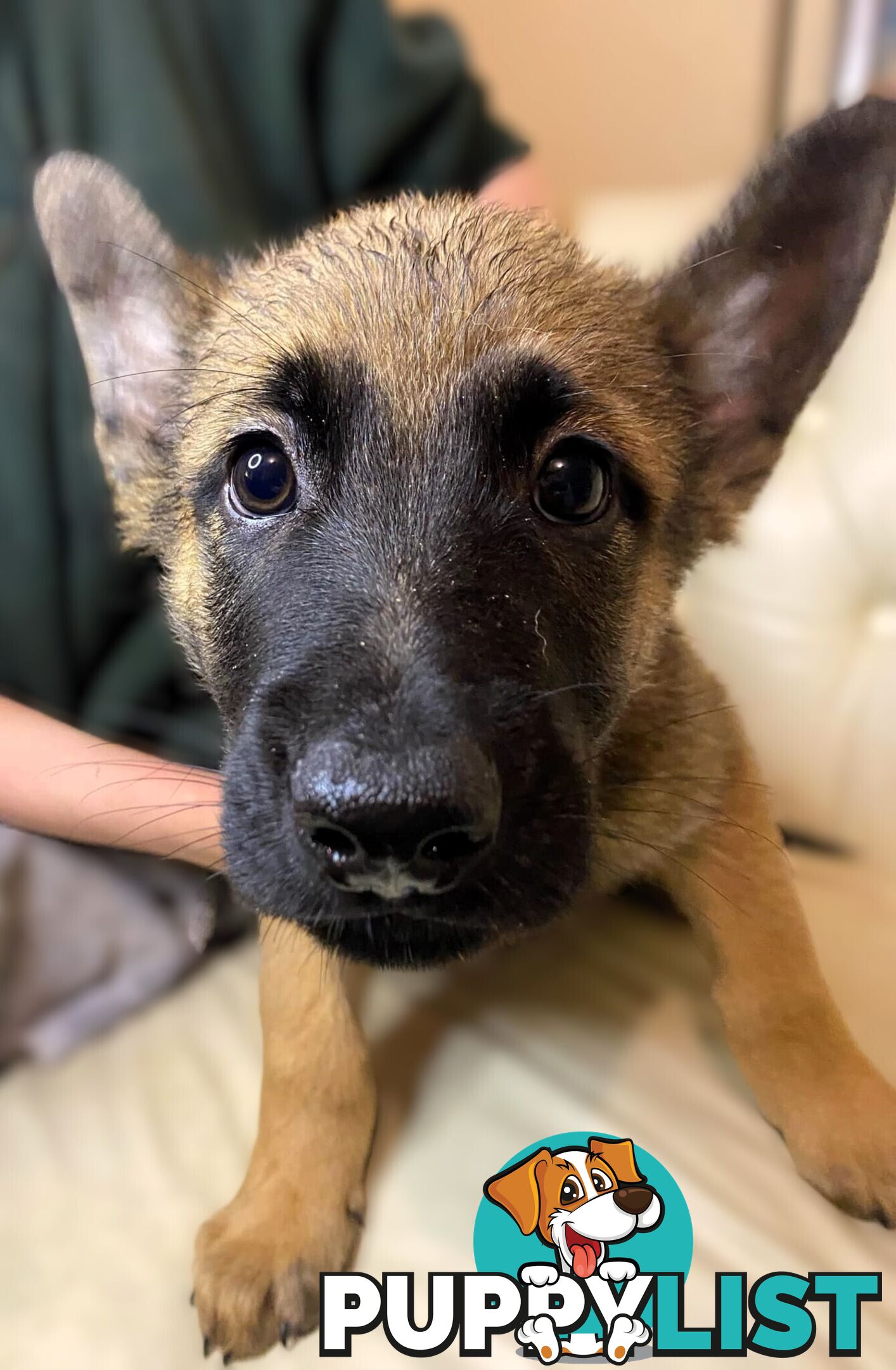 🧡🐕‍🦺🧡🐾 Exceptional Belgian x German Shepherd Puppies! 🏡🐾🧡🐕‍🦺🧡