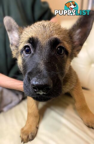 German x Belgian Shepherd Puppies! 🏡🐾🧡🐕‍🦺🧡