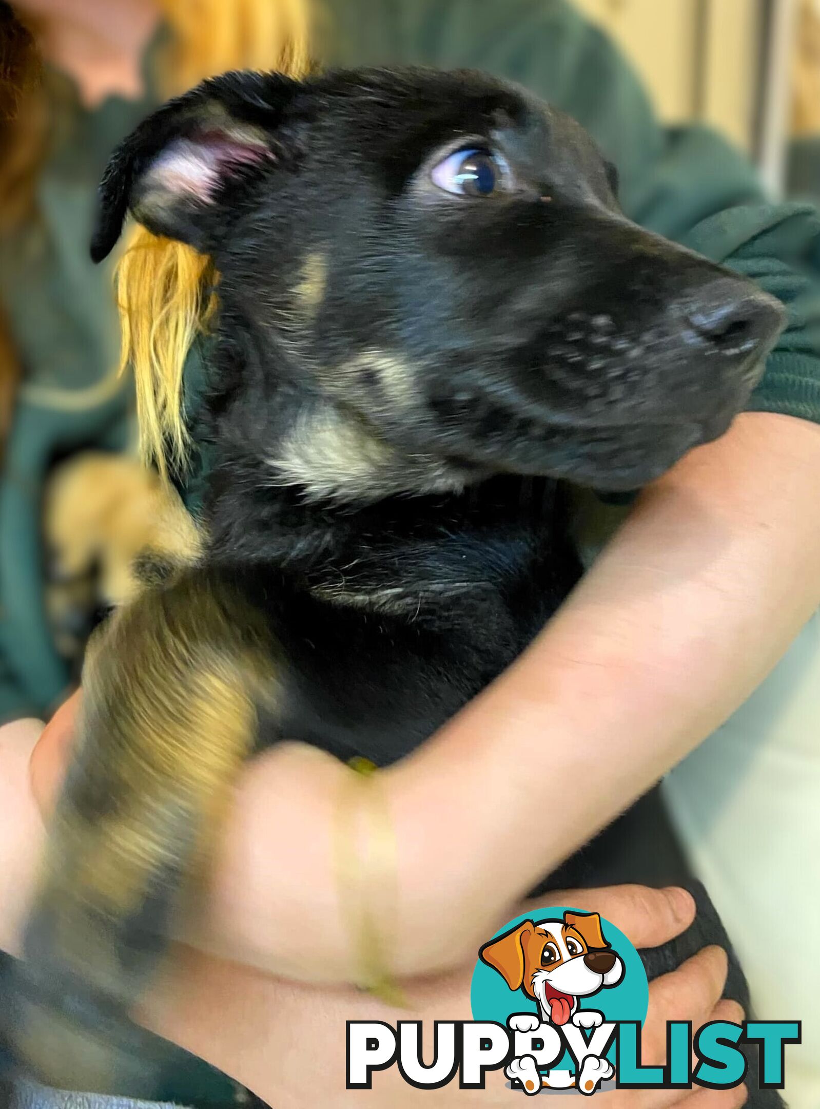 🧡🐕‍🦺🧡🐾 Exceptional Belgian x German Shepherd Puppies! 🏡🐾🧡🐕‍🦺🧡