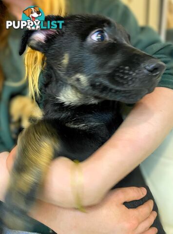 German x Belgian Shepherd Puppies! 🏡🐾🧡🐕‍🦺🧡