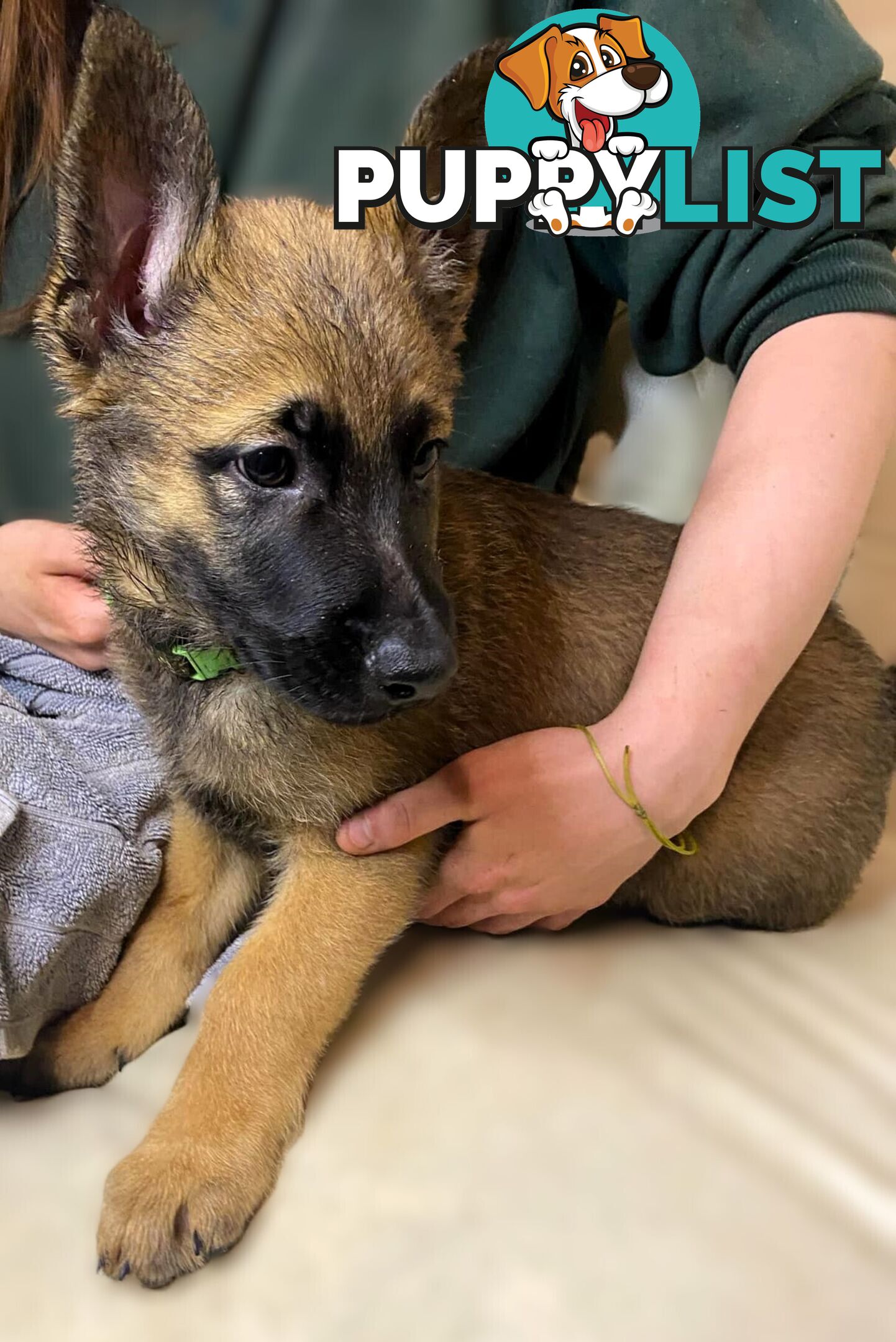 🧡🐕‍🦺🧡🐾 Exceptional Belgian x German Shepherd Puppies! 🏡🐾🧡🐕‍🦺🧡