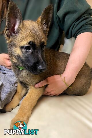 🧡🐕‍🦺🧡🐾 Exceptional Belgian x German Shepherd Puppies! 🏡🐾🧡🐕‍🦺🧡