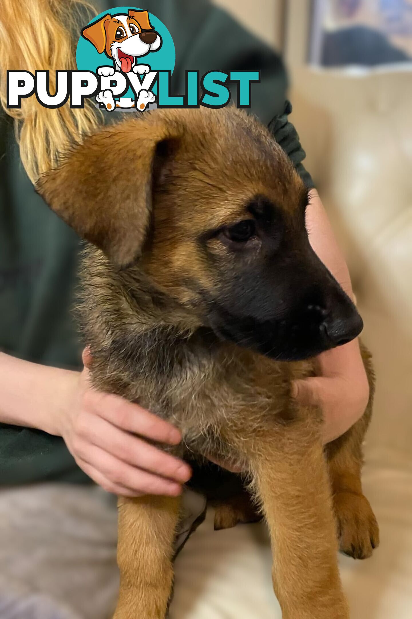 🧡🐕‍🦺🧡🐾 Exceptional Belgian x German Shepherd Puppies! 🏡🐾🧡🐕‍🦺🧡