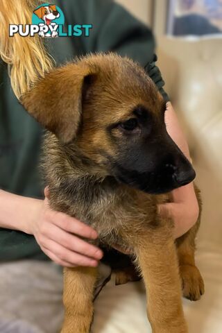 German x Belgian Shepherd Puppies! 🏡🐾🧡🐕‍🦺🧡