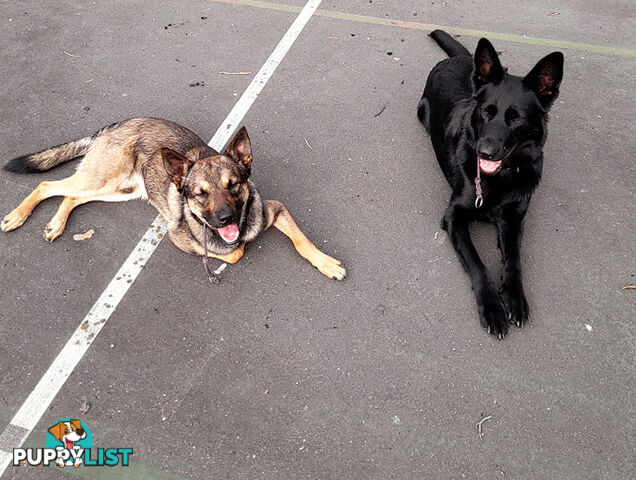 🧡🐕‍🦺🧡🐾 Exceptional Belgian x German Shepherd Puppies! 🏡🐾🧡🐕‍🦺🧡