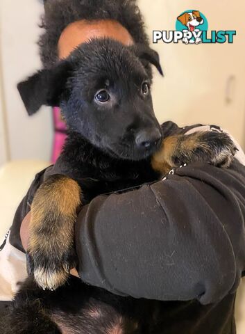 🧡🐕‍🦺🧡🐾 Exceptional Belgian x German Shepherd Puppies! 🏡🐾🧡🐕‍🦺🧡