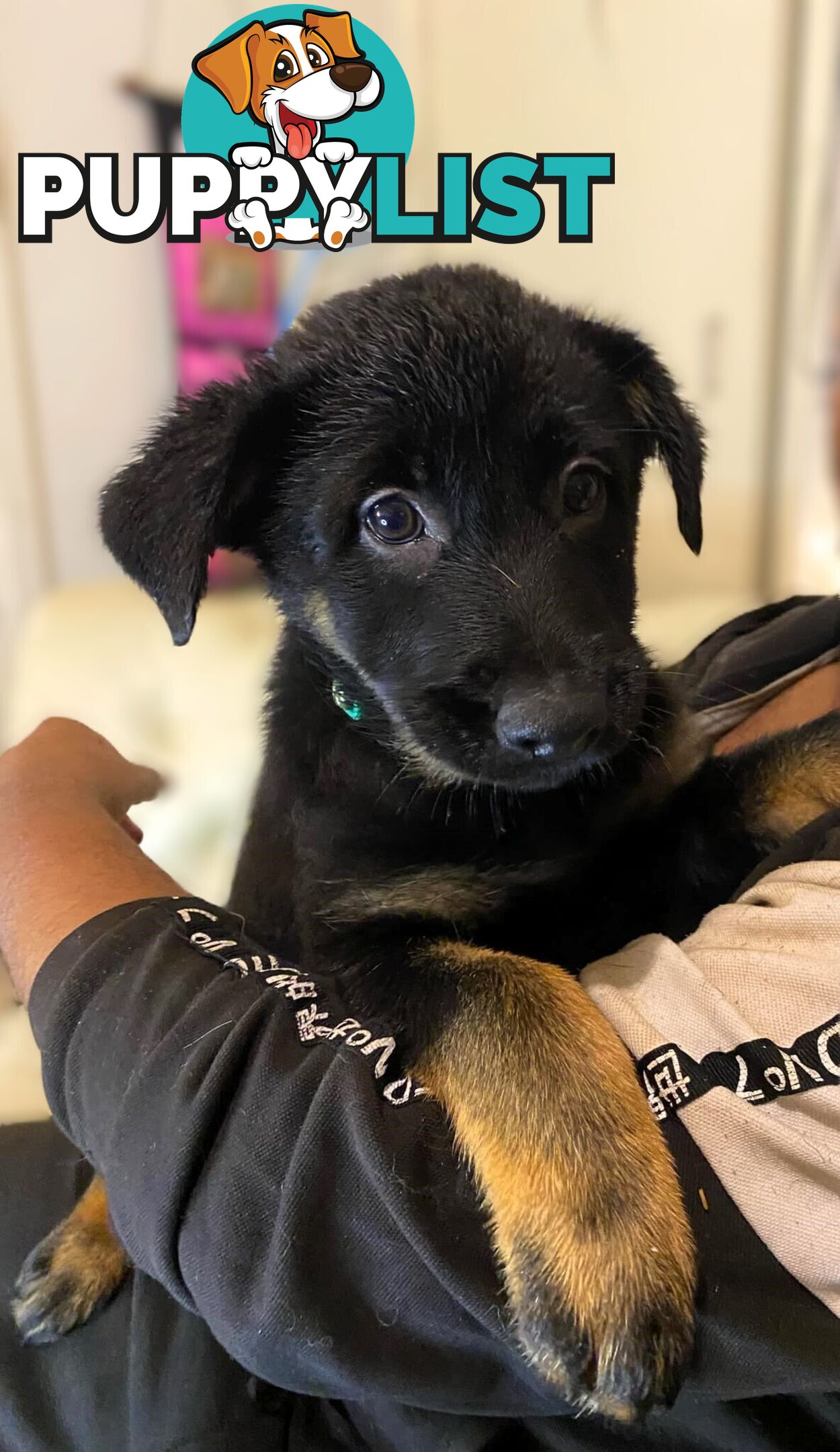 🧡🐕‍🦺🧡🐾 Exceptional Belgian x German Shepherd Puppies! 🏡🐾🧡🐕‍🦺🧡