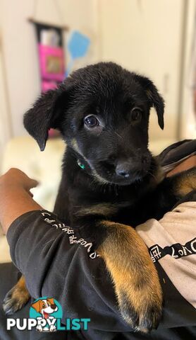 German x Belgian Shepherd Puppies! 🏡🐾🧡🐕‍🦺🧡