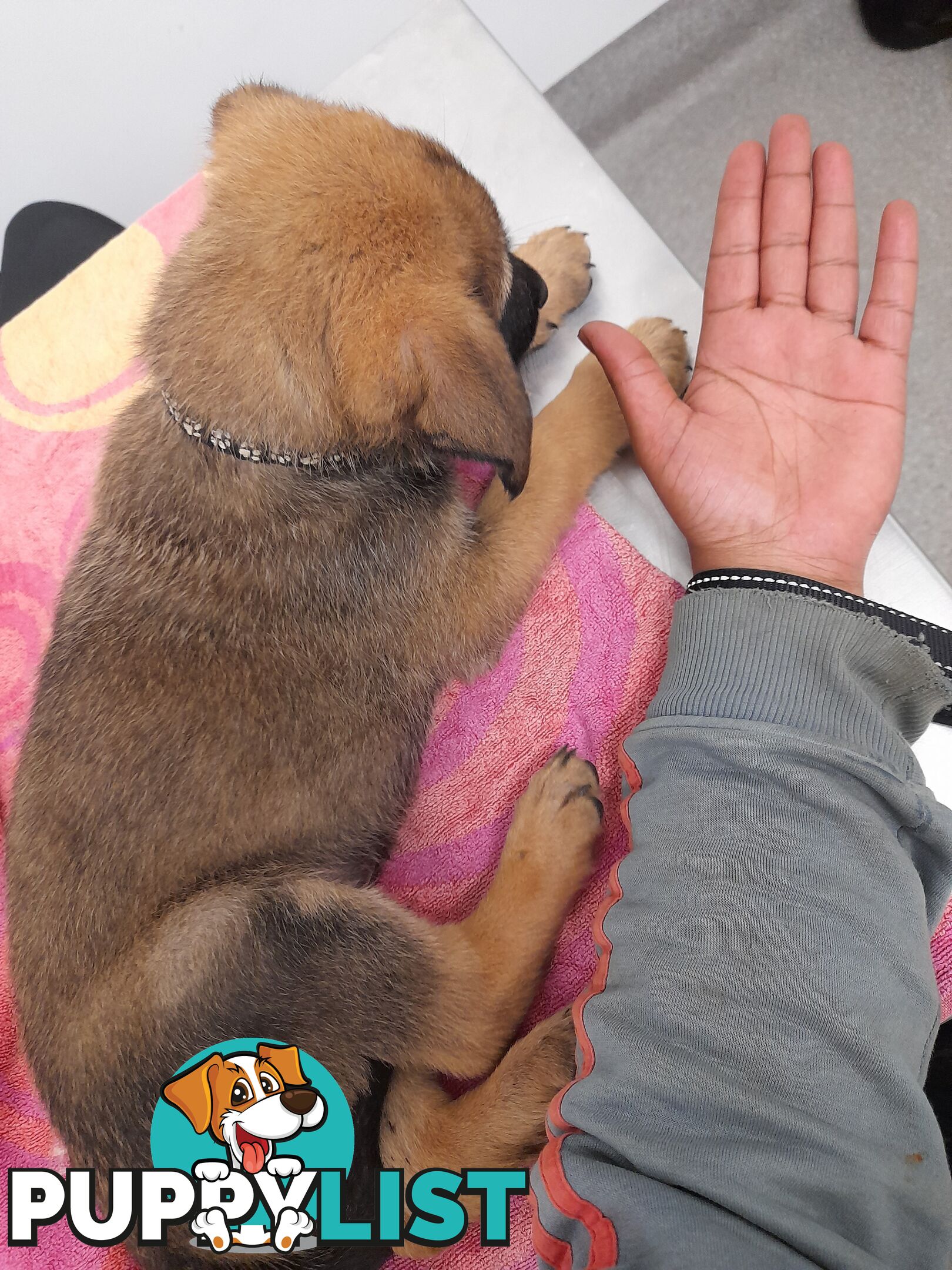 🧡🐕‍🦺🧡🐾 Exceptional Belgian x German Shepherd Puppies! 🏡🐾🧡🐕‍🦺🧡