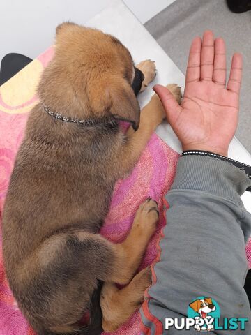 🧡🐕‍🦺🧡🐾 Exceptional Belgian x German Shepherd Puppies! 🏡🐾🧡🐕‍🦺🧡