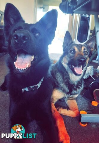 German x Belgian Shepherd Puppies! 🏡🐾🧡🐕‍🦺🧡