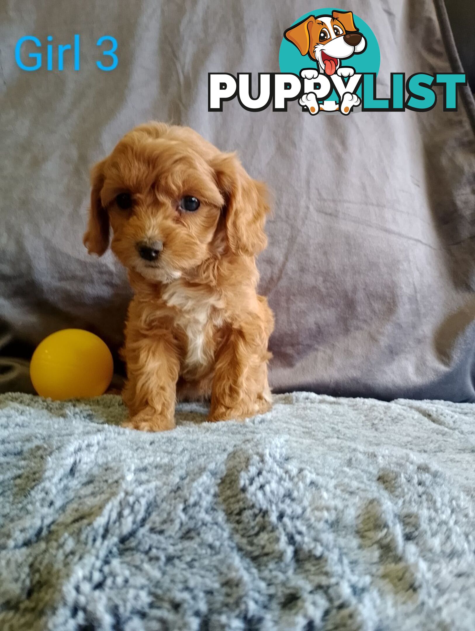 Cavoodle pups