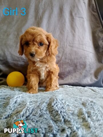 Cavoodle pups