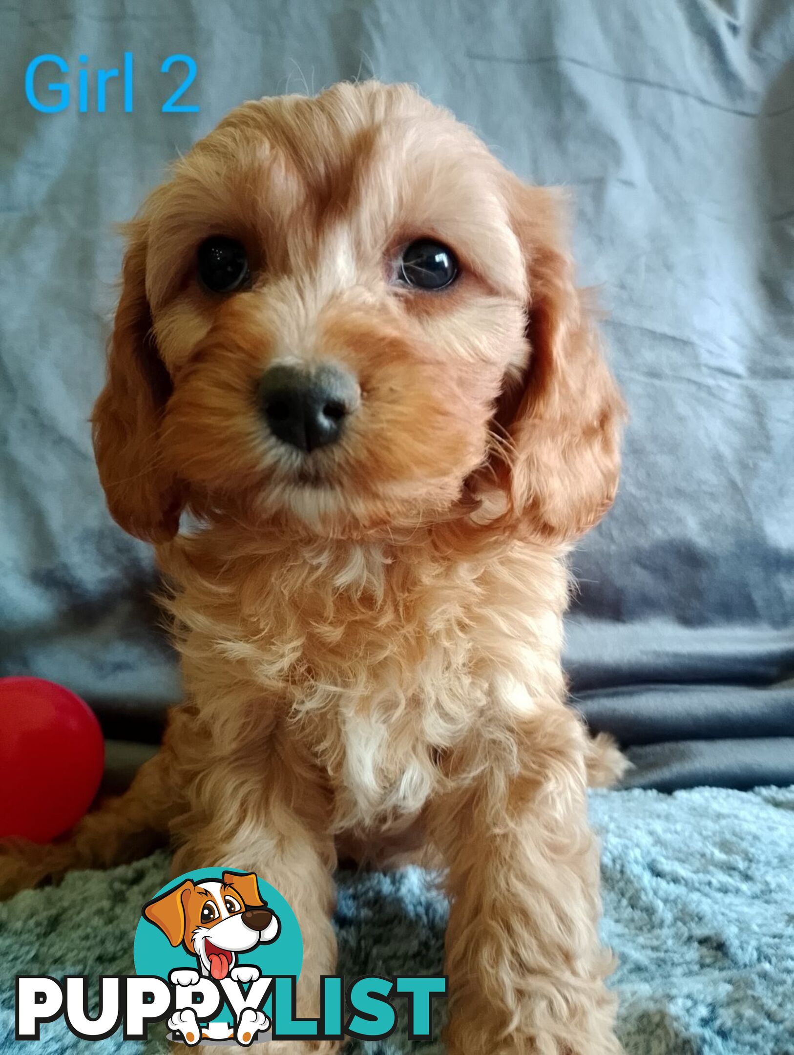 Cavoodle pups