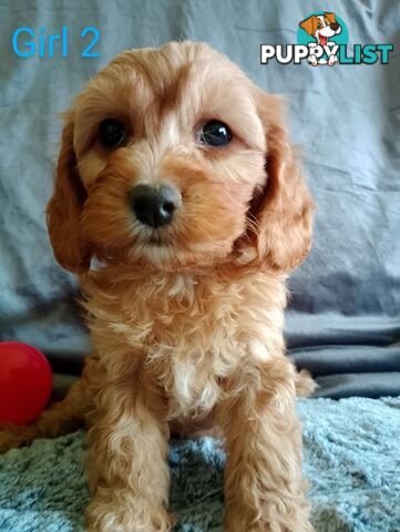 Cavoodle pups