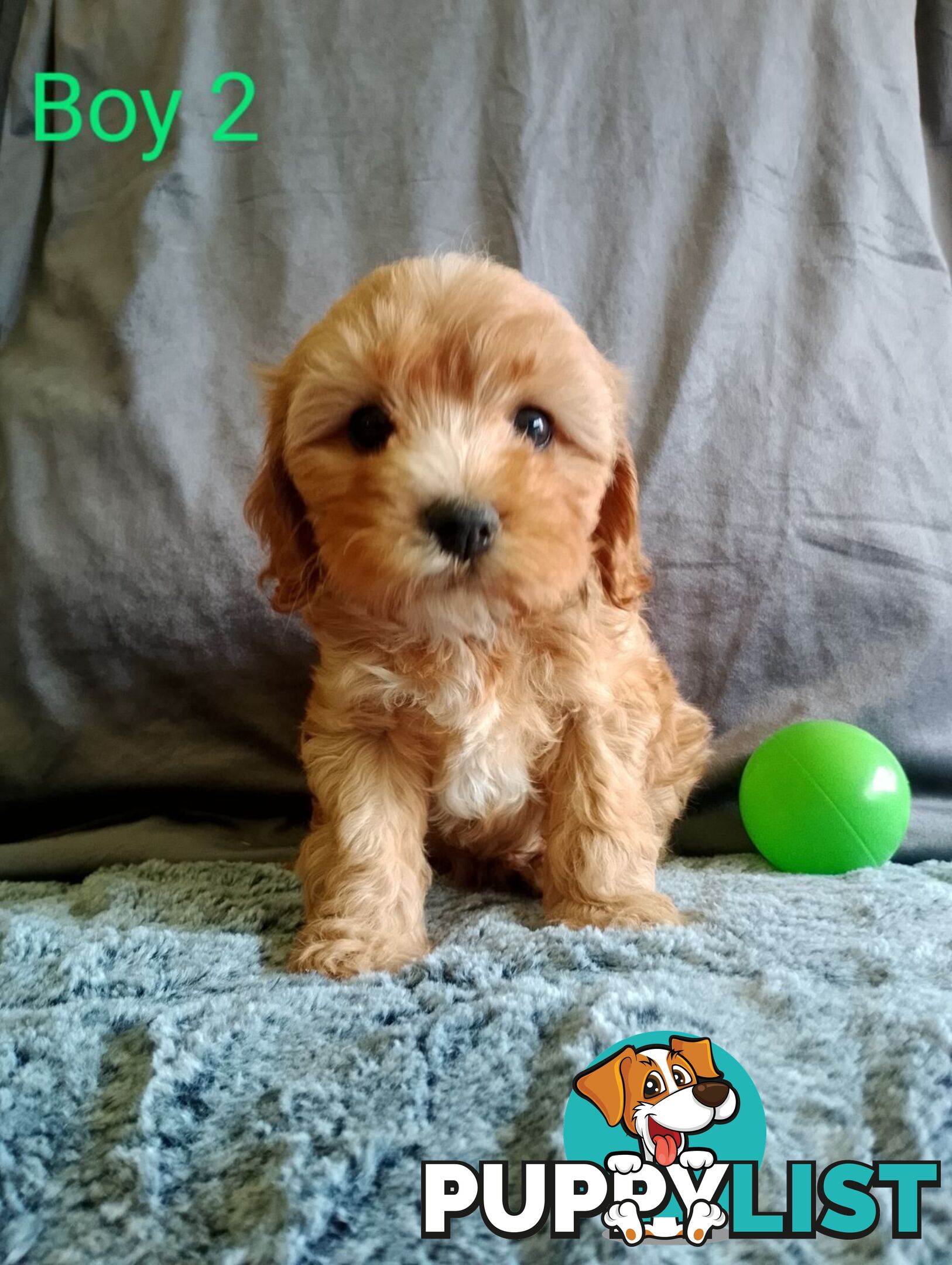 Cavoodle pups