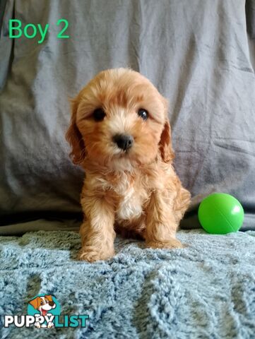 Cavoodle pups