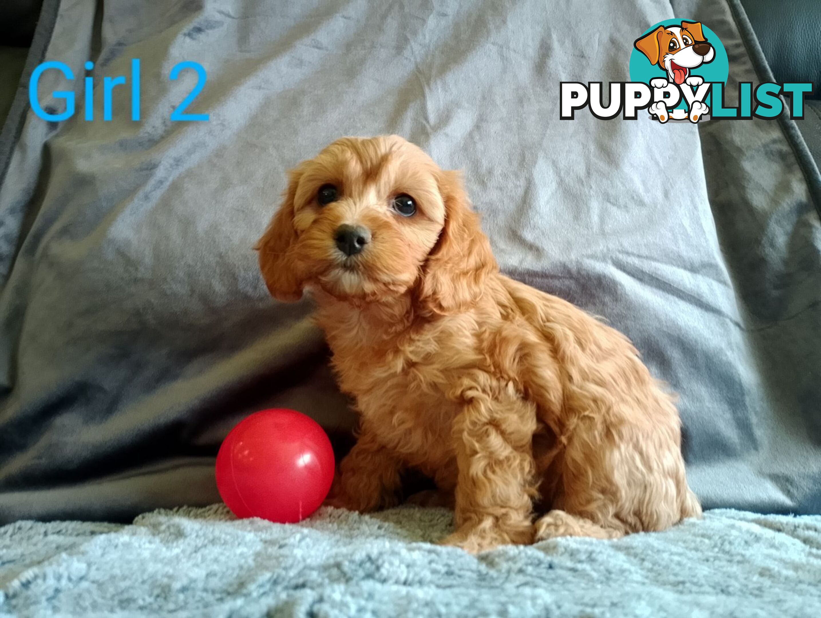 Cavoodle pups