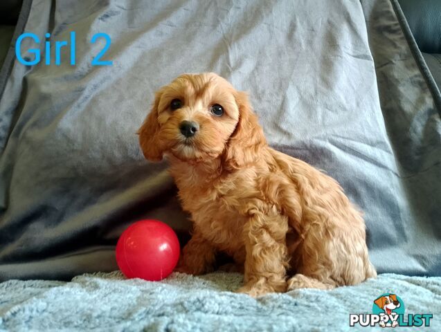 Cavoodle pups