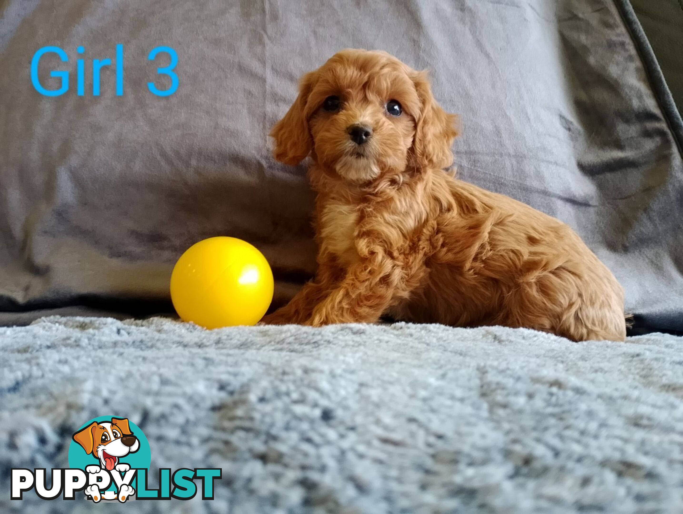 Cavoodle pups