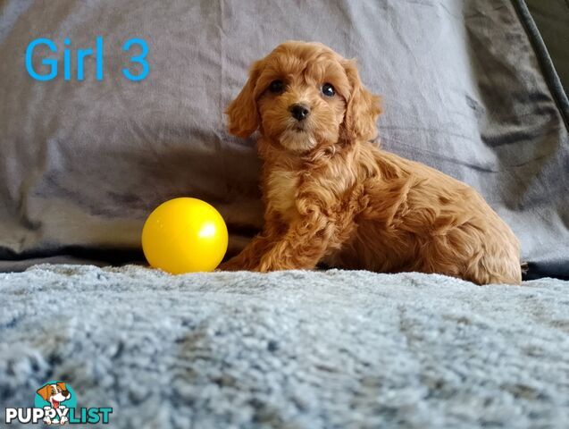 Cavoodle pups