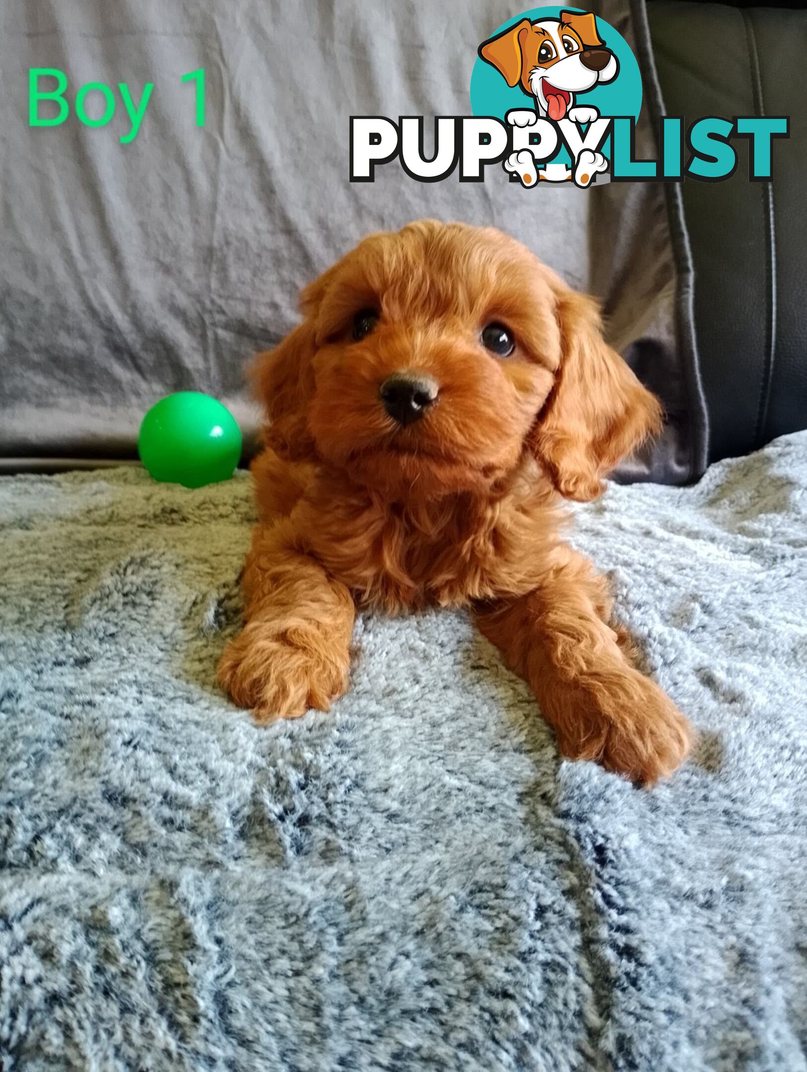 Cavoodle pups