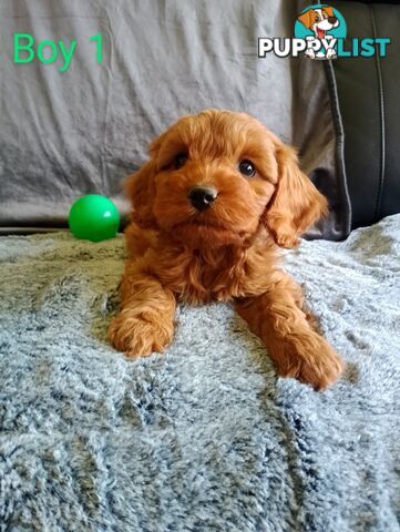 Cavoodle pups