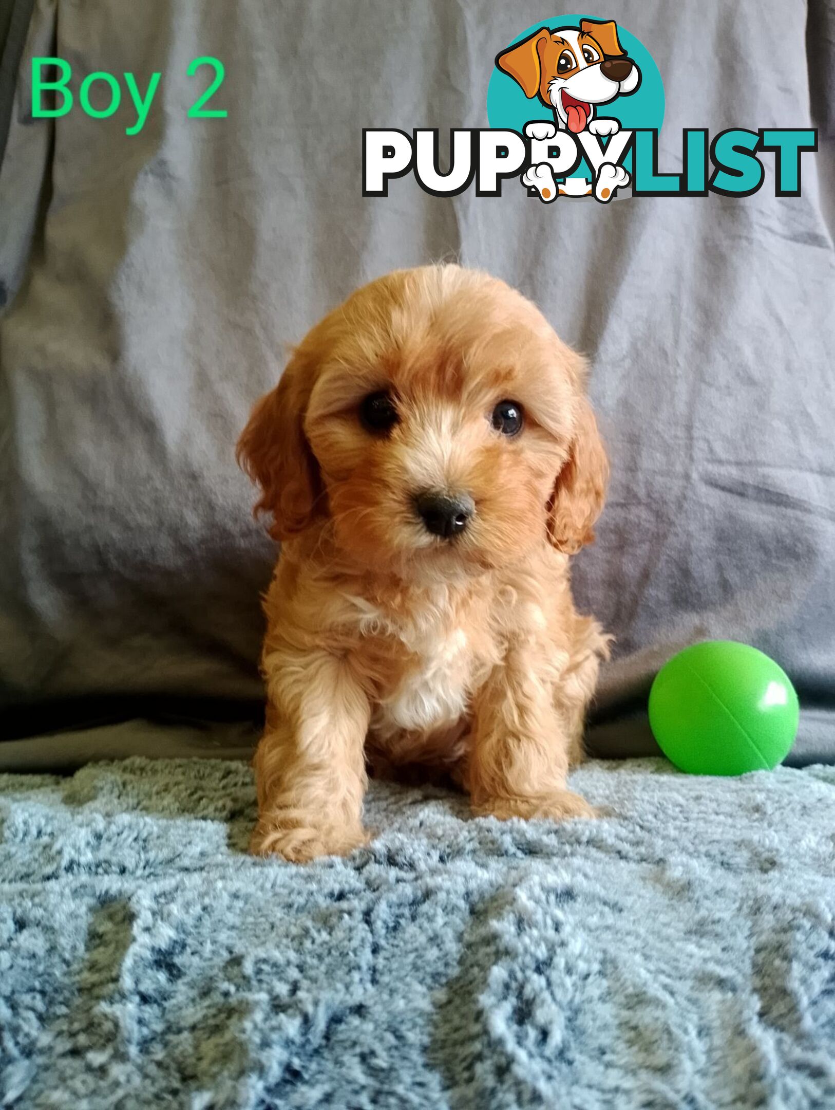 Cavoodle pups