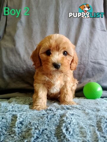 Cavoodle pups