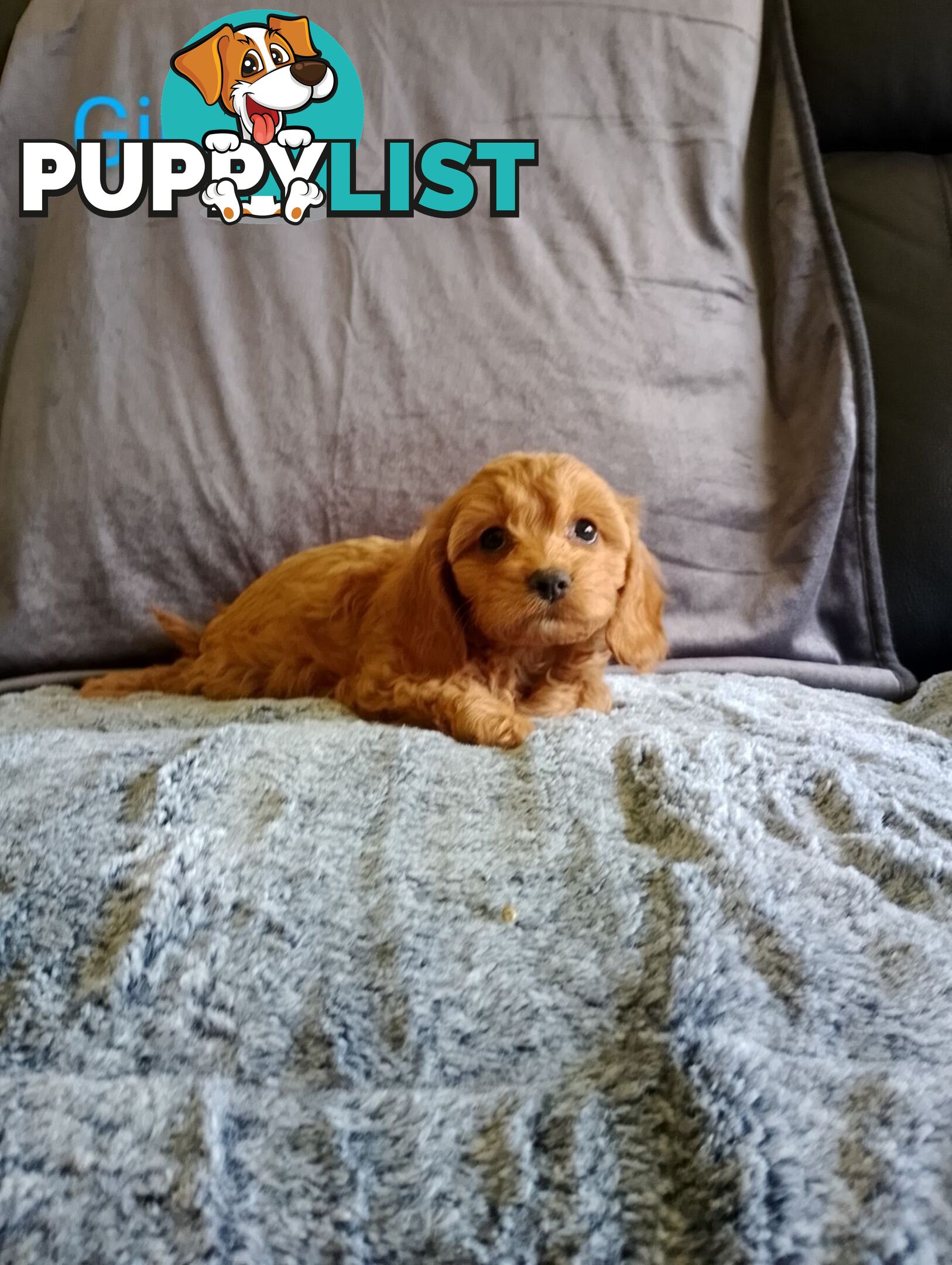 Cavoodle pups