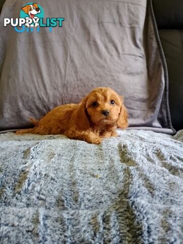 Cavoodle pups