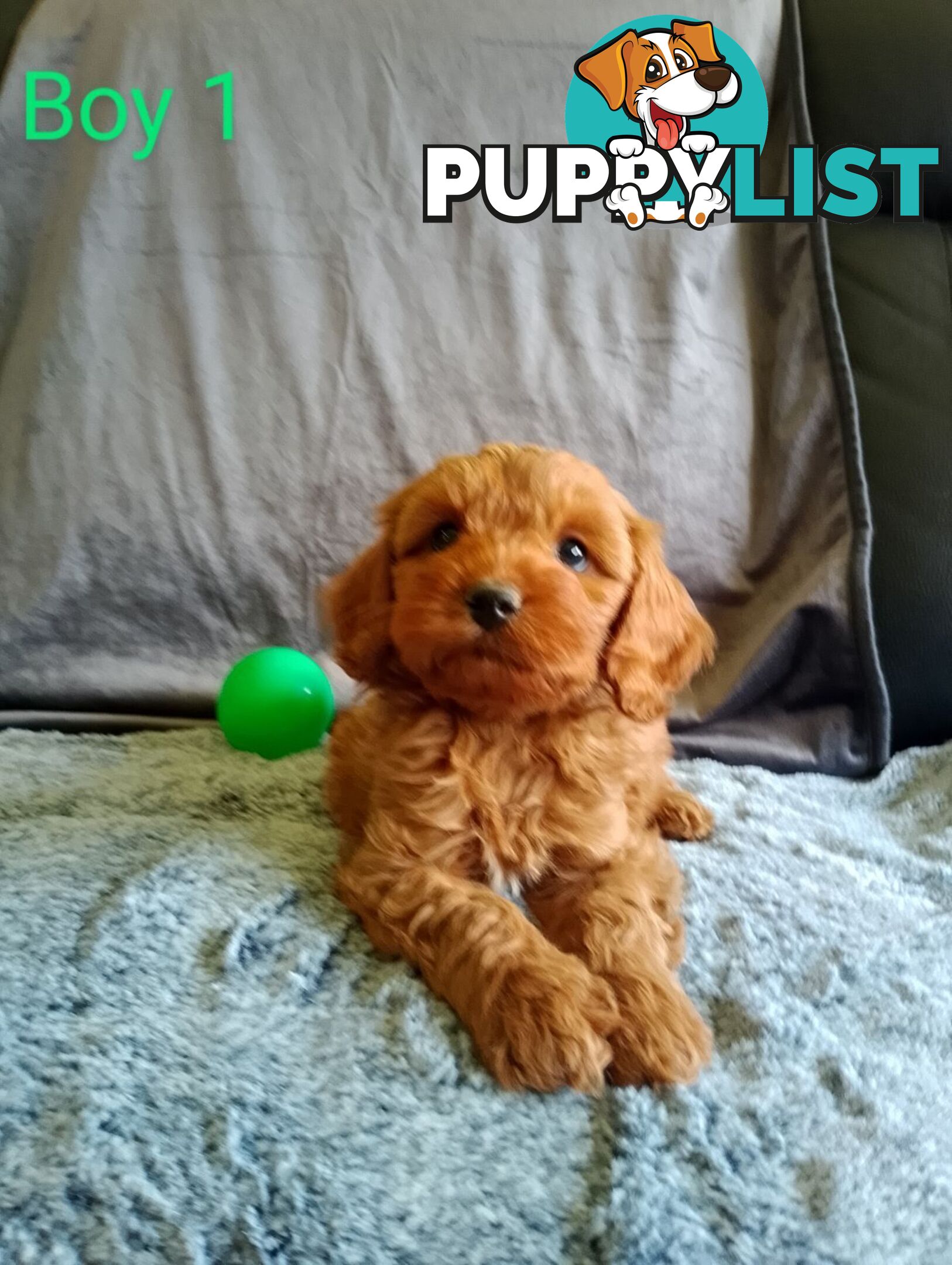 Cavoodle pups