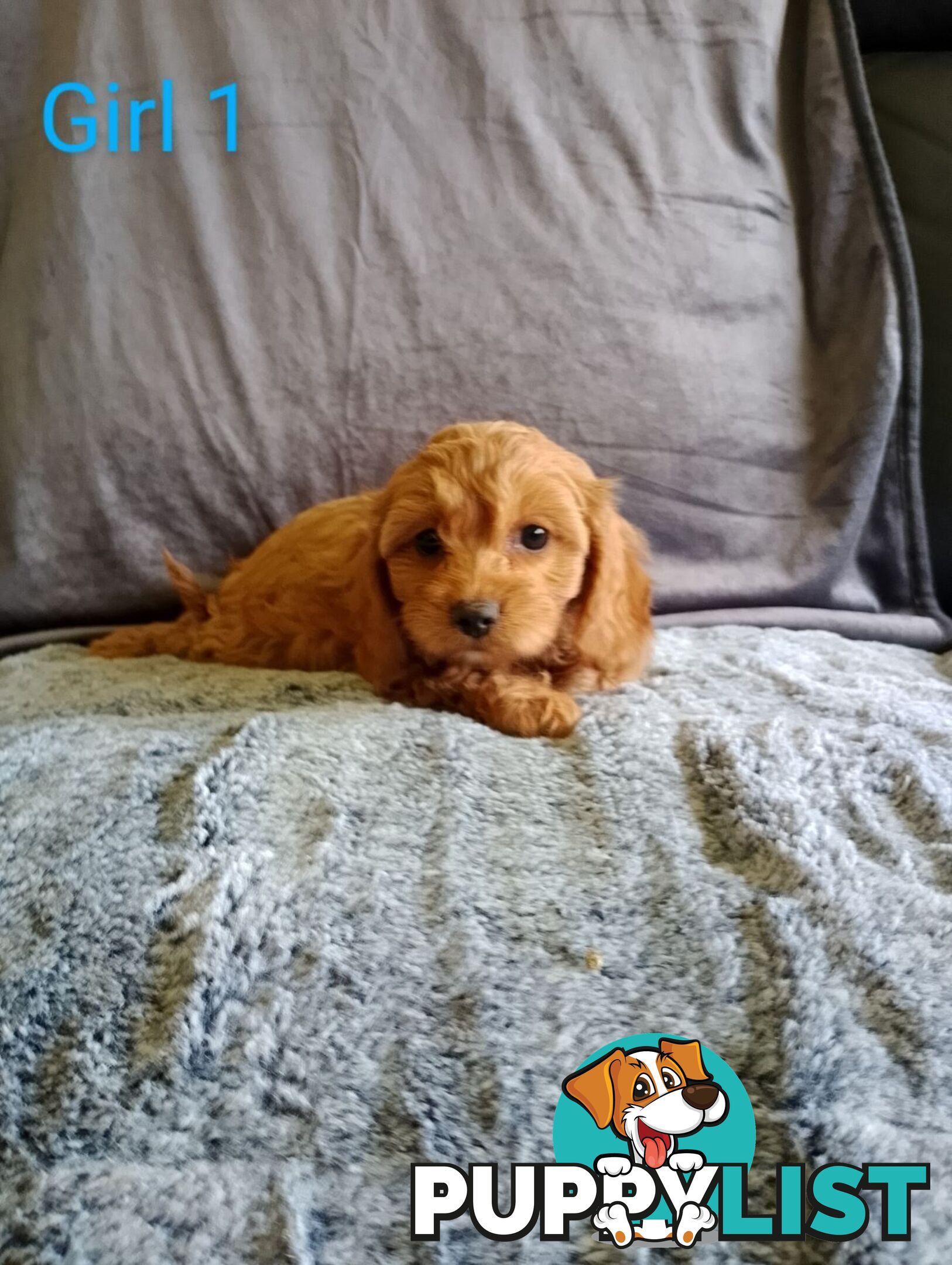 Cavoodle pups