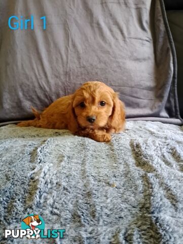 Cavoodle pups