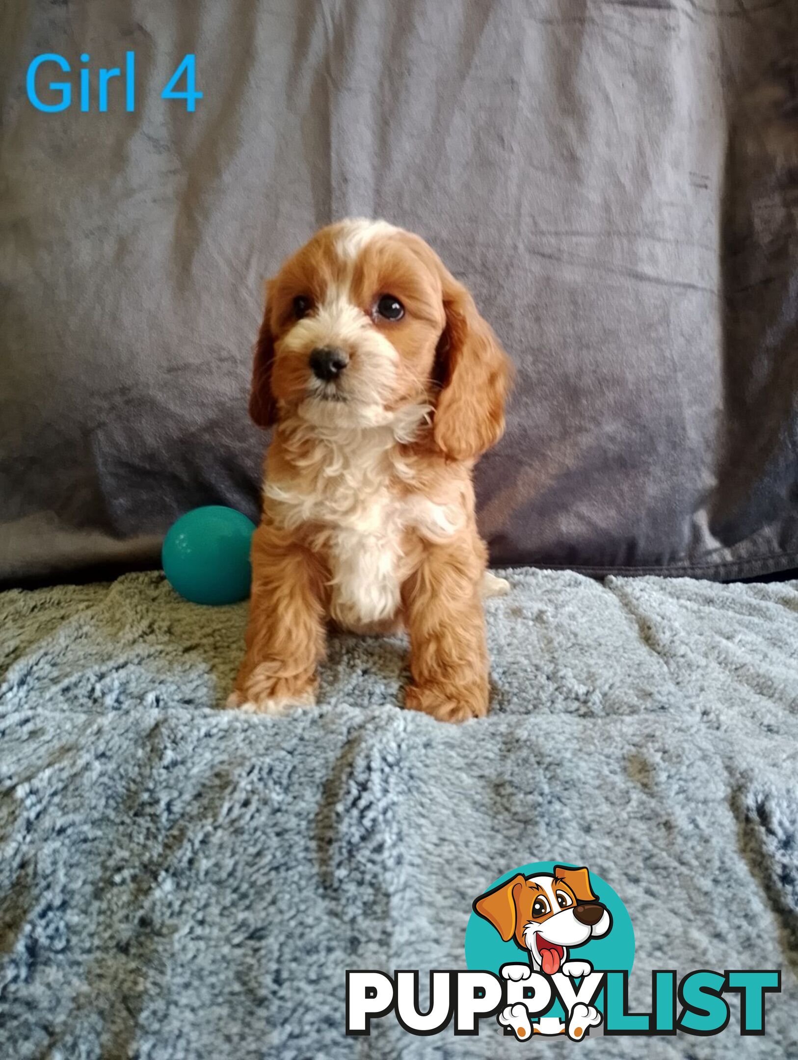 Cavoodle pups