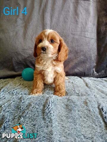 Cavoodle pups