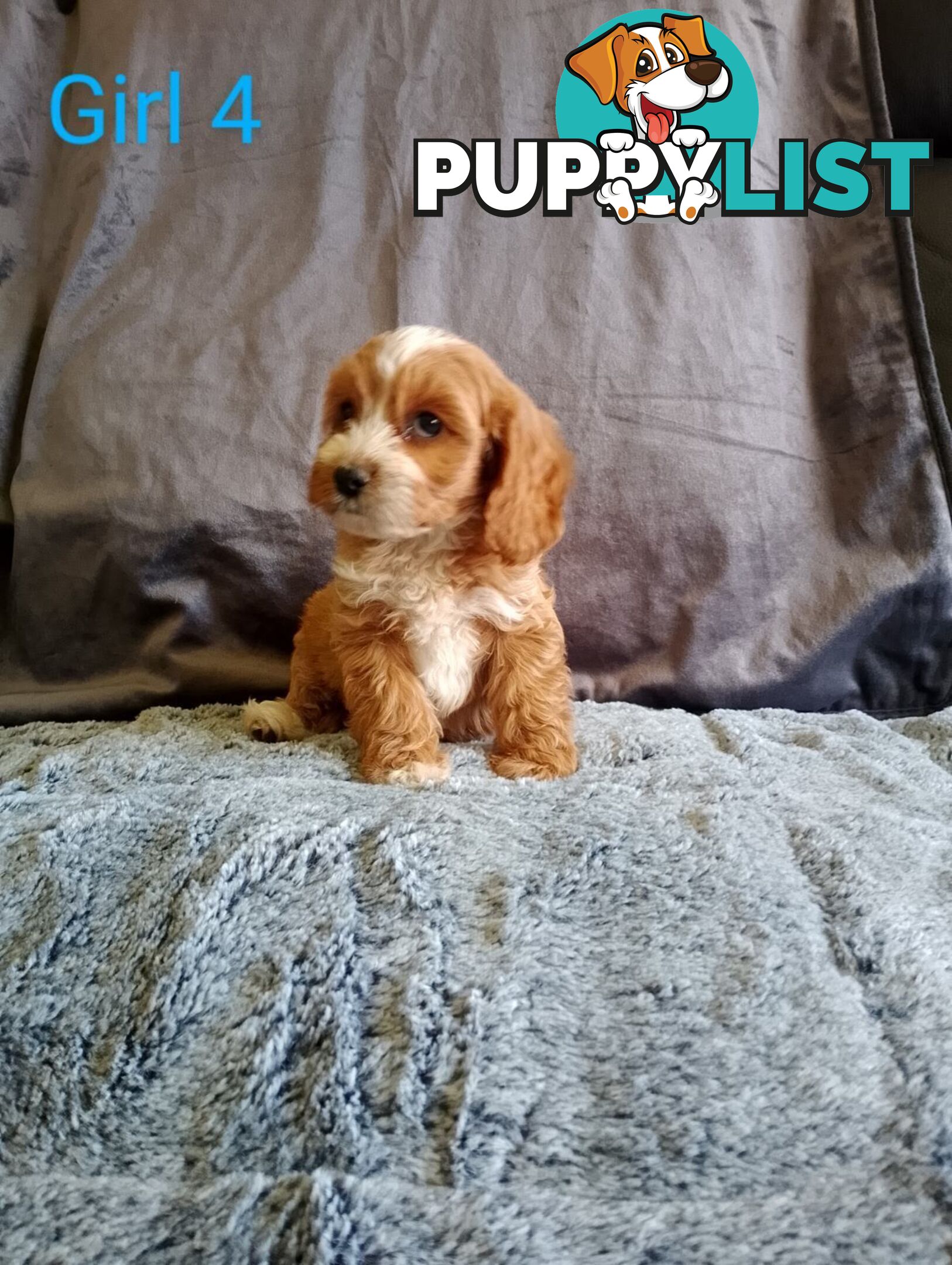 Cavoodle pups