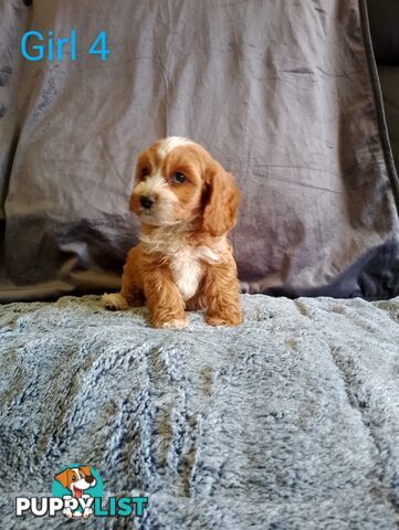 Cavoodle pups