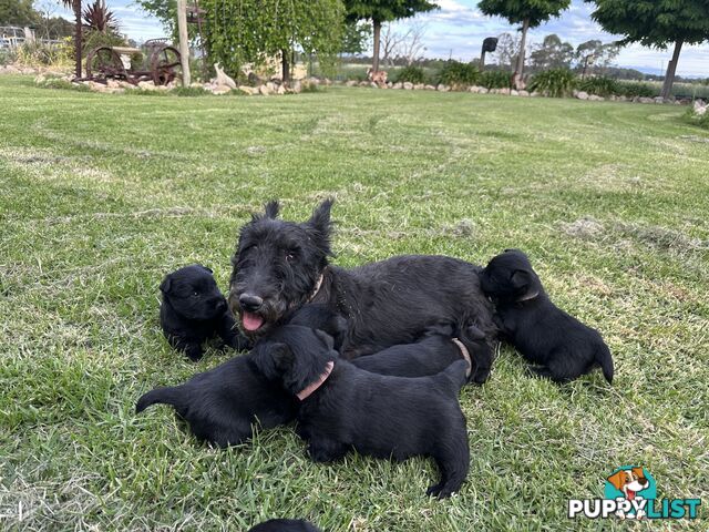 Pure Scottish terrier