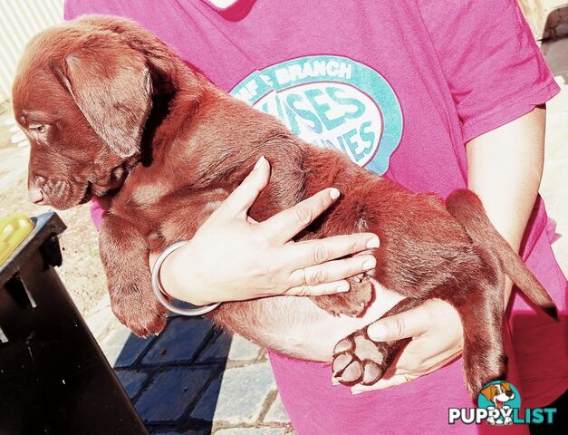 Purebred Labrador puppies