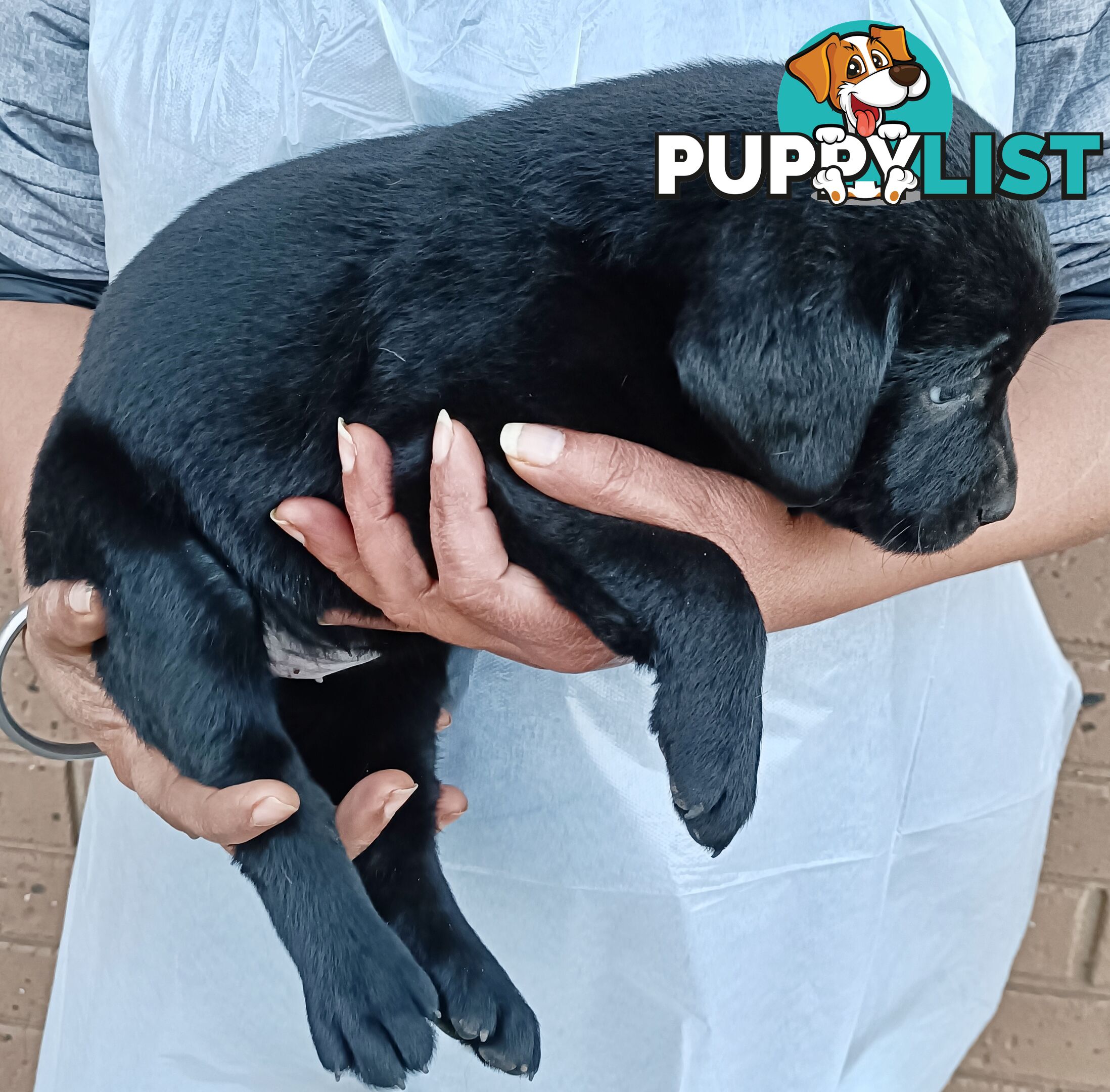 Purebred Labrador retriever puppies