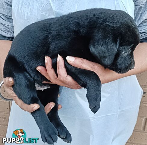 Purebred Labrador retriever puppies