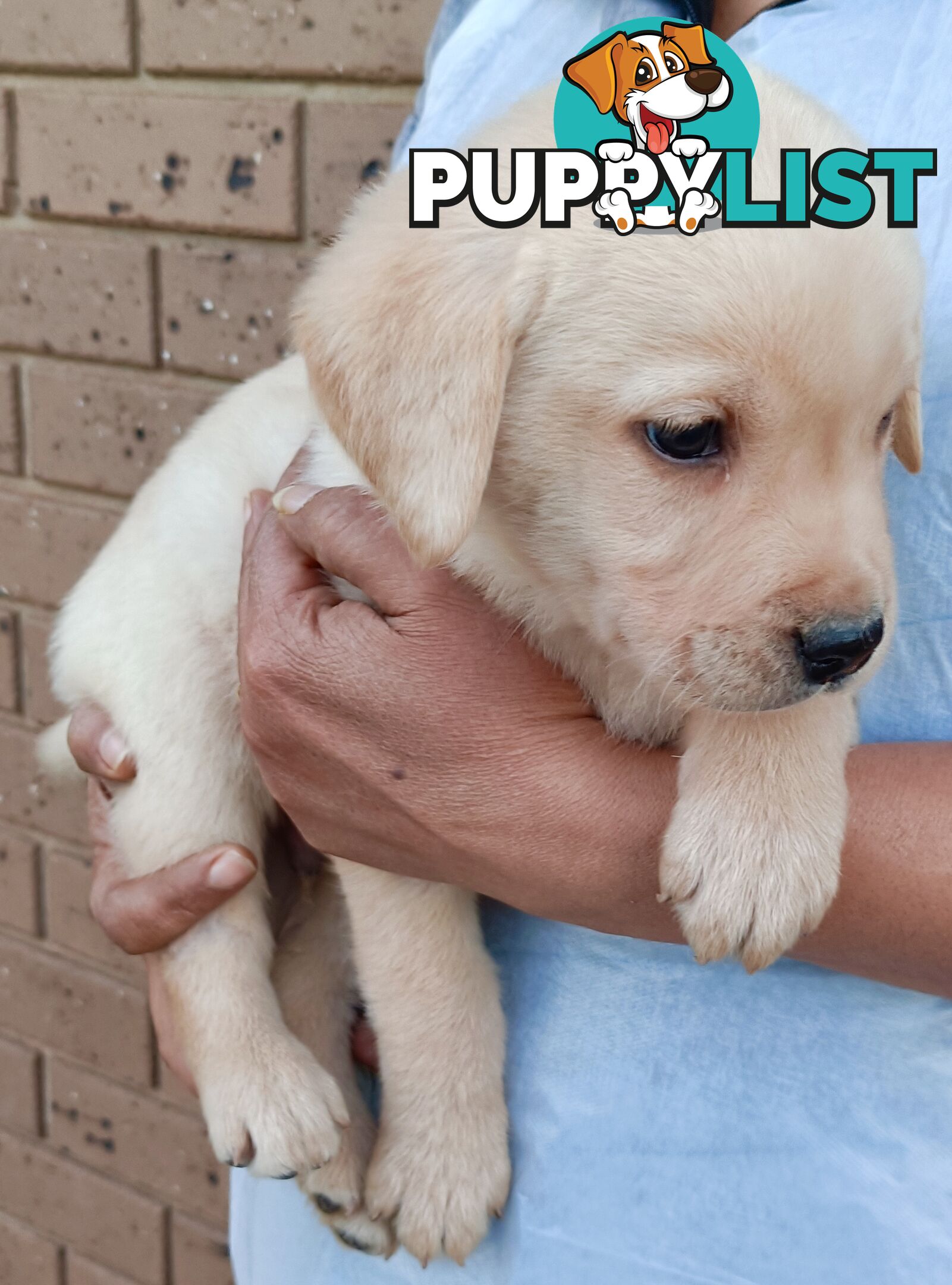 Purebred Labrador retriever puppies