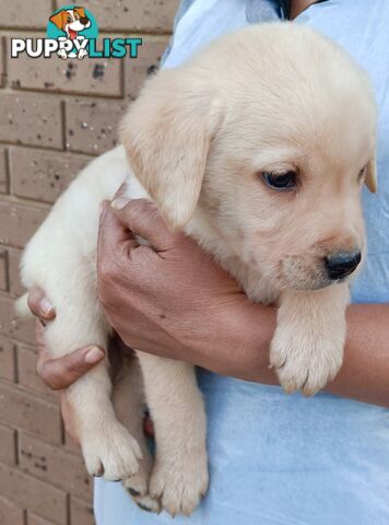 Purebred Labrador retriever puppies