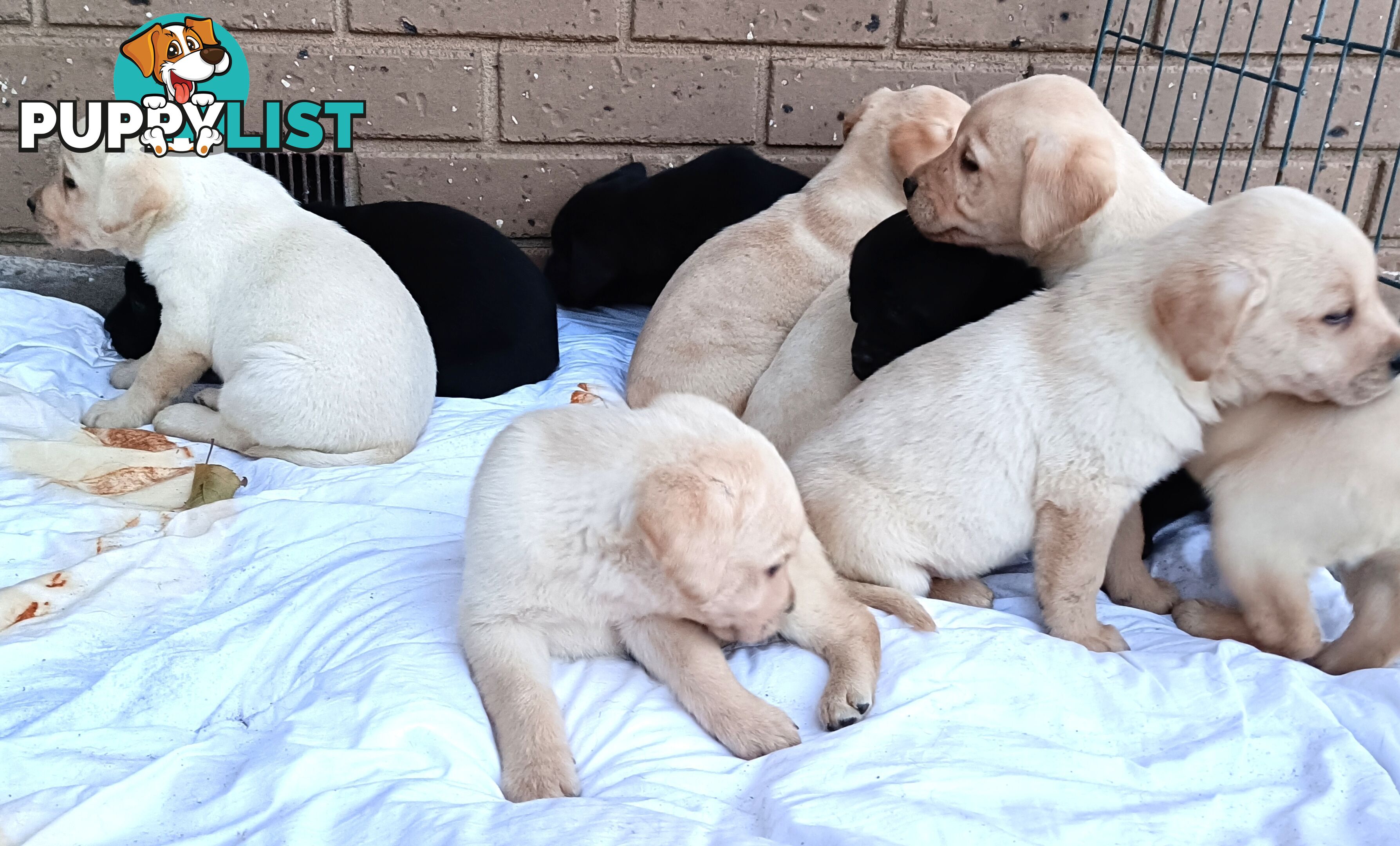 Purebred Labrador retriever puppies