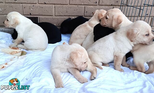 Purebred Labrador retriever puppies
