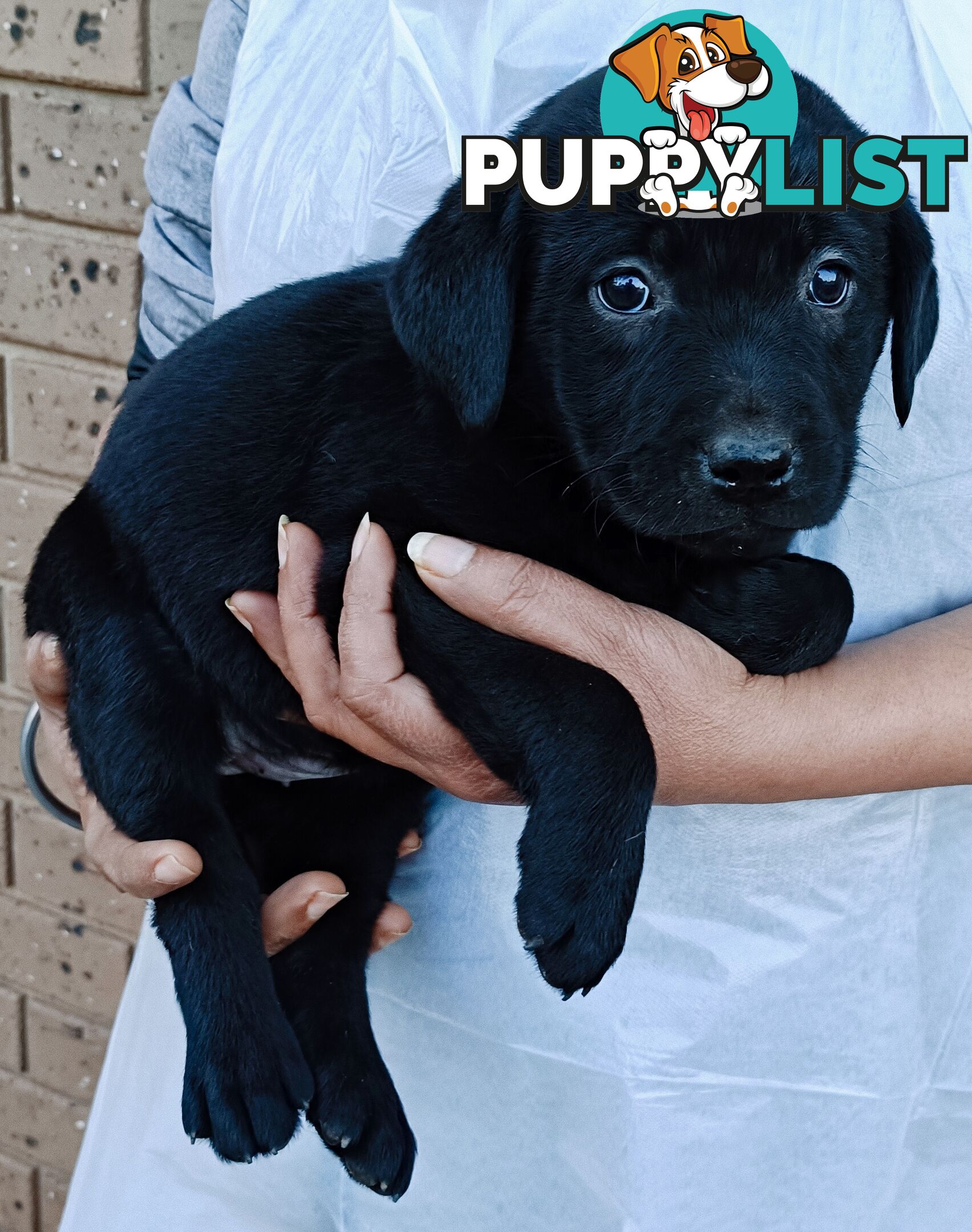 Purebred Labrador retriever puppies
